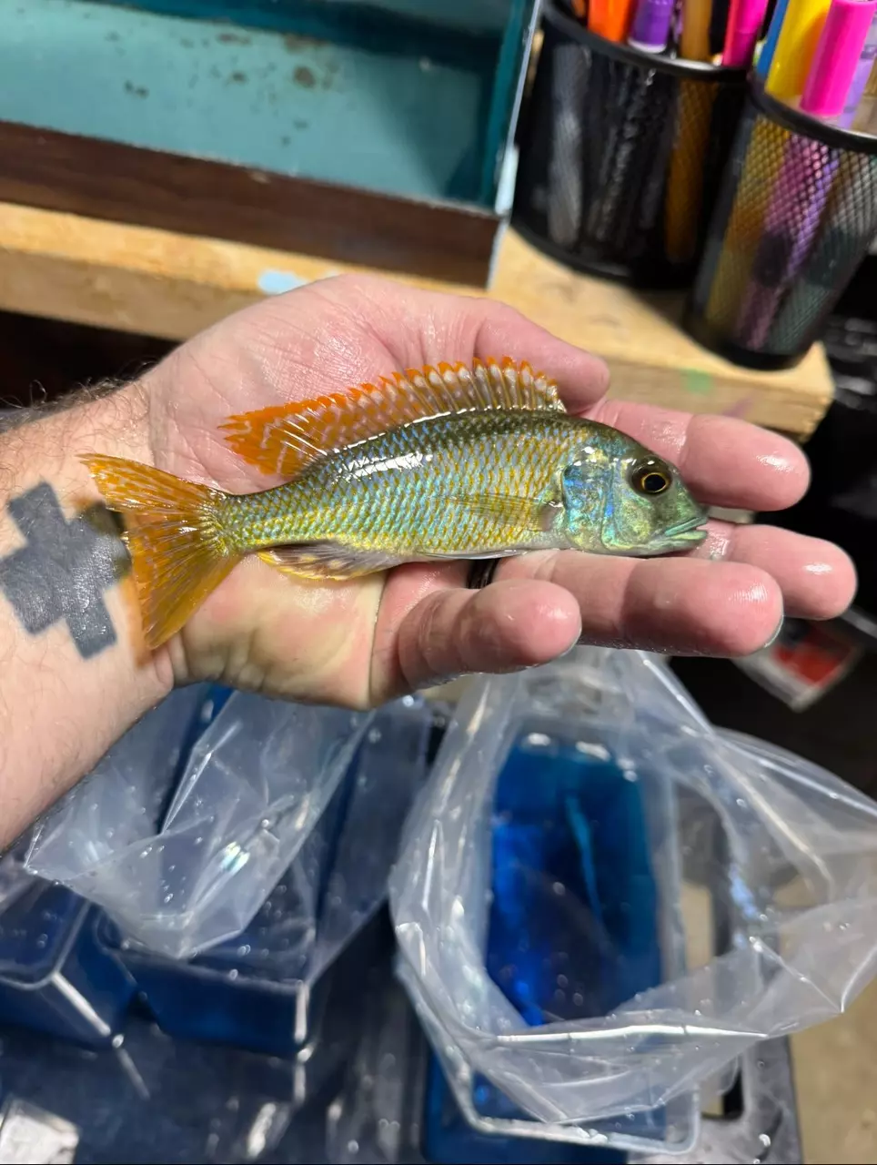 5-6” Bucco Noto (Same quality not exact fish) thumbnail