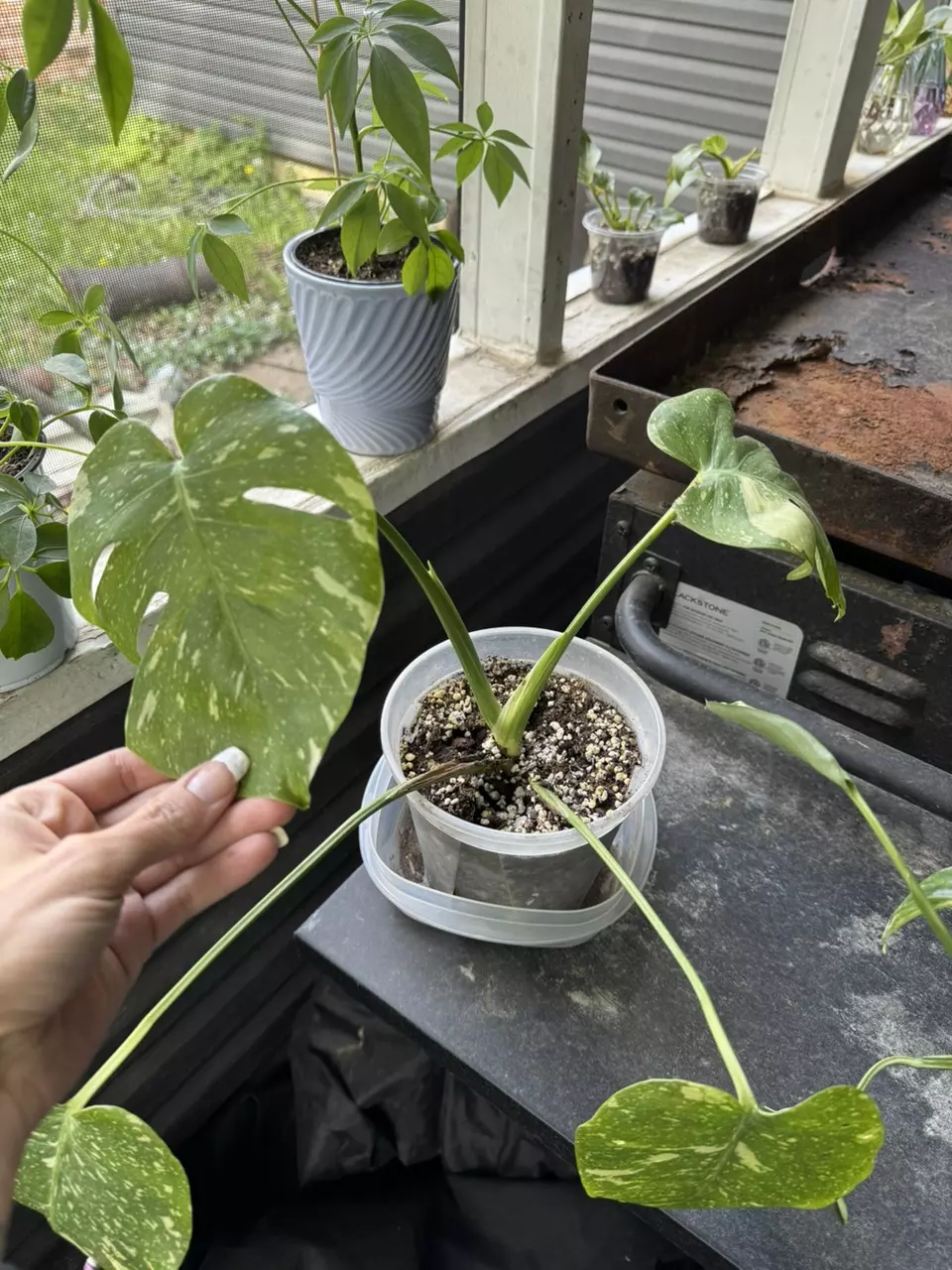 Monstera Thai constellation thumbnail