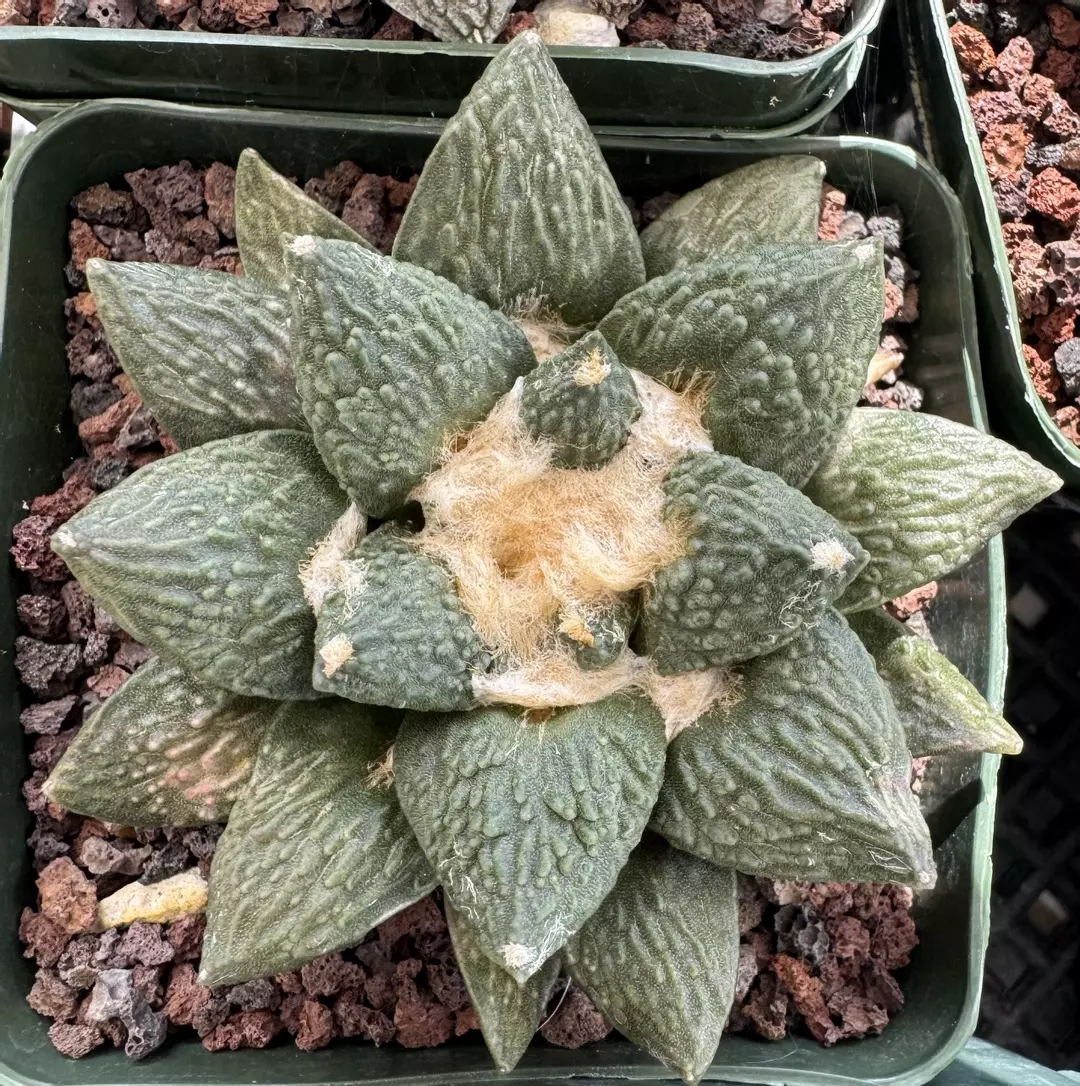 Seeds - Ariocarpus Retusus x Fissuratus x Godzilla thumbnail