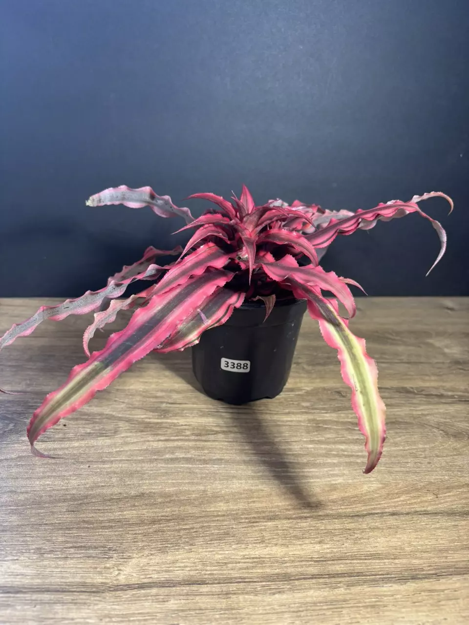 Earth Star - Cryptanthus Pink 4” 3388 thumbnail