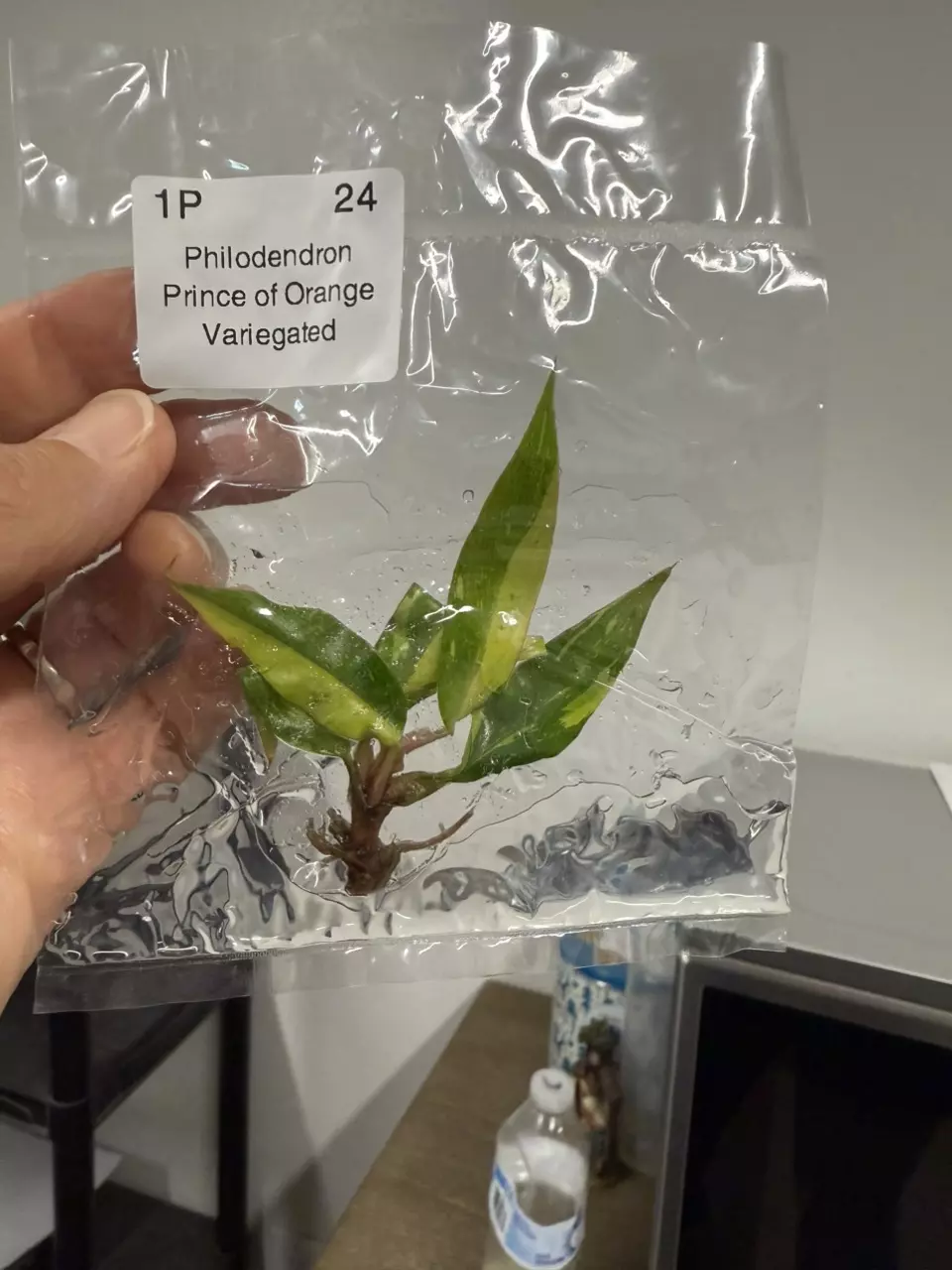 Philodendron prince of orange variegated tc 1 pack growers choice thumbnail
