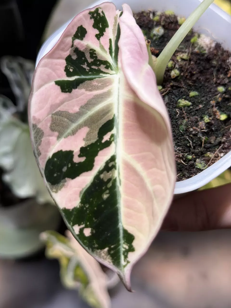 PBV pups thumbnail