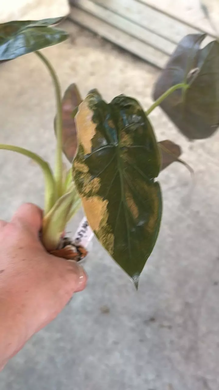 Alocasia Wentii Aurea Shnrise thumbnail