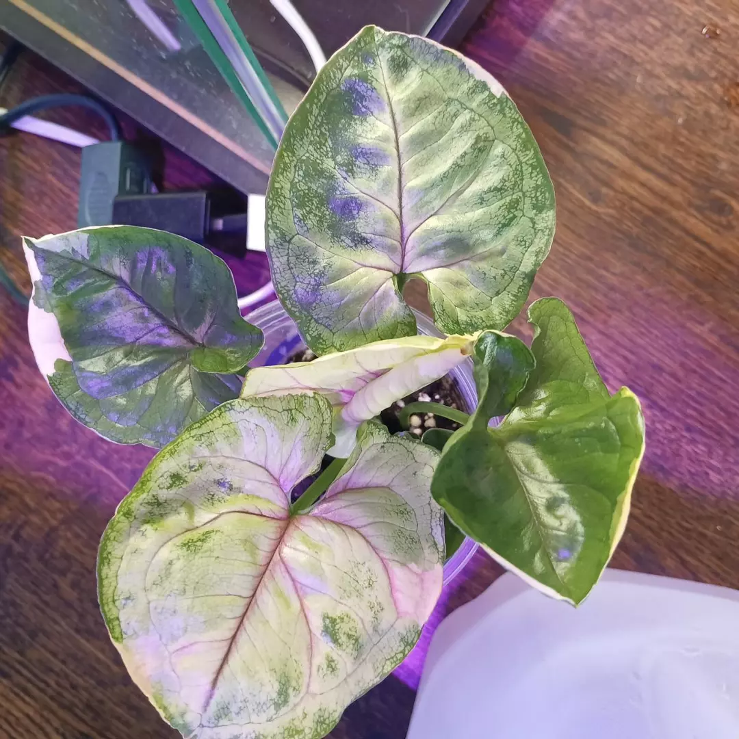 SOLD Syngonium Mango Allusion Variegated thumbnail