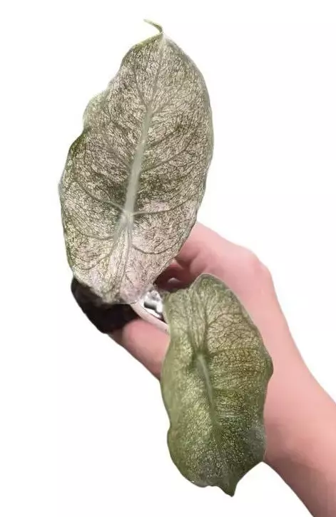 Alocasia pink dragon stardust tc 1 pack growers choice thumbnail