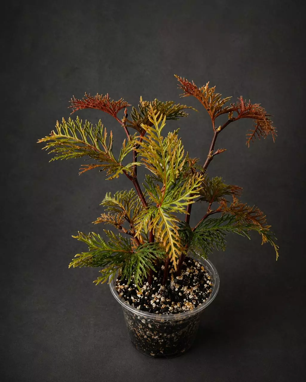 Begonia Bipinnatifida 4 inch pot thumbnail