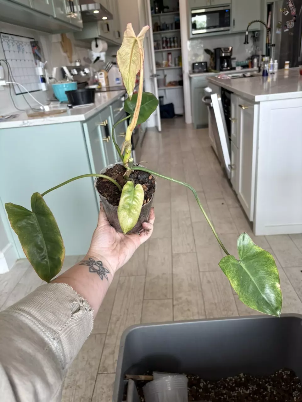 Philodendron Paraiso Verde Albo thumbnail