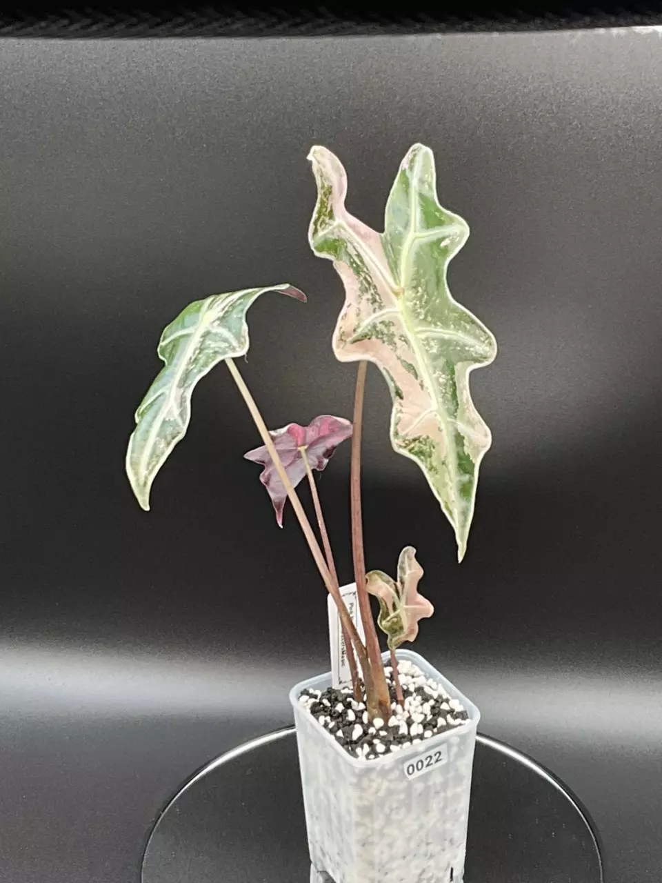 Pink Nobilis K - Corming thumbnail