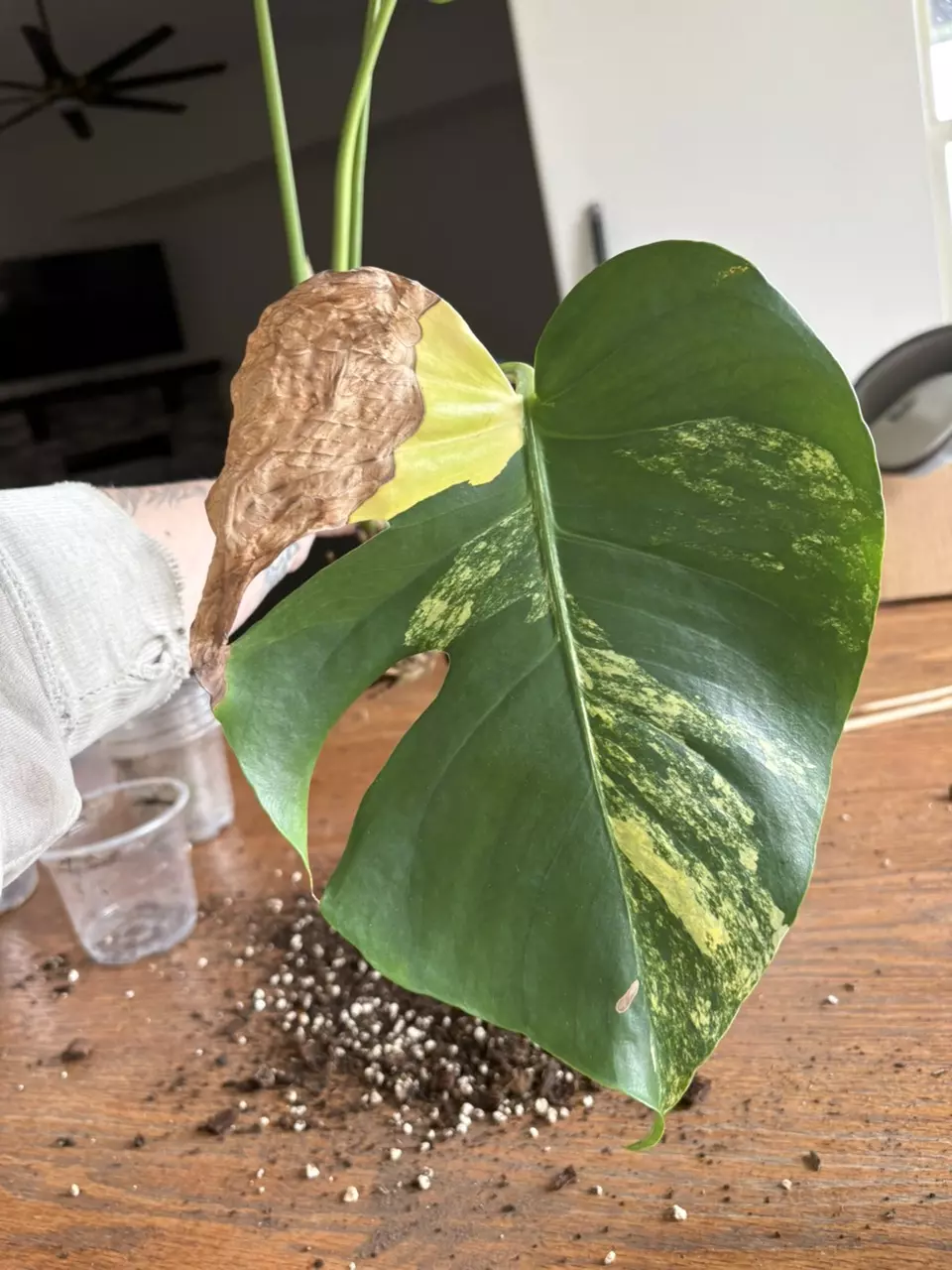 Monstera Pom Pom thumbnail