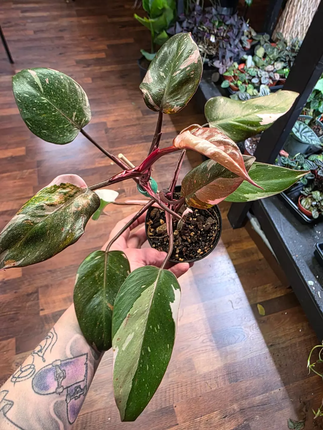 Red Anderson Philodendron thumbnail