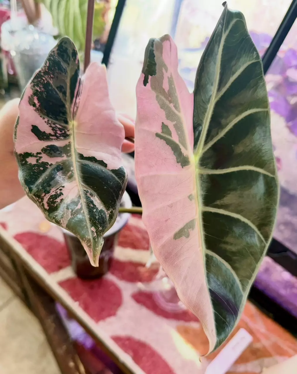 PINK Grandis corm Alocasia thumbnail