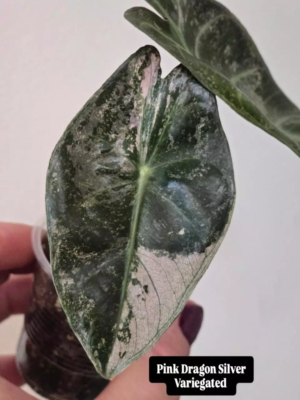 RARE Alocasia Pink Dragon Silver Variegated- one corm thumbnail
