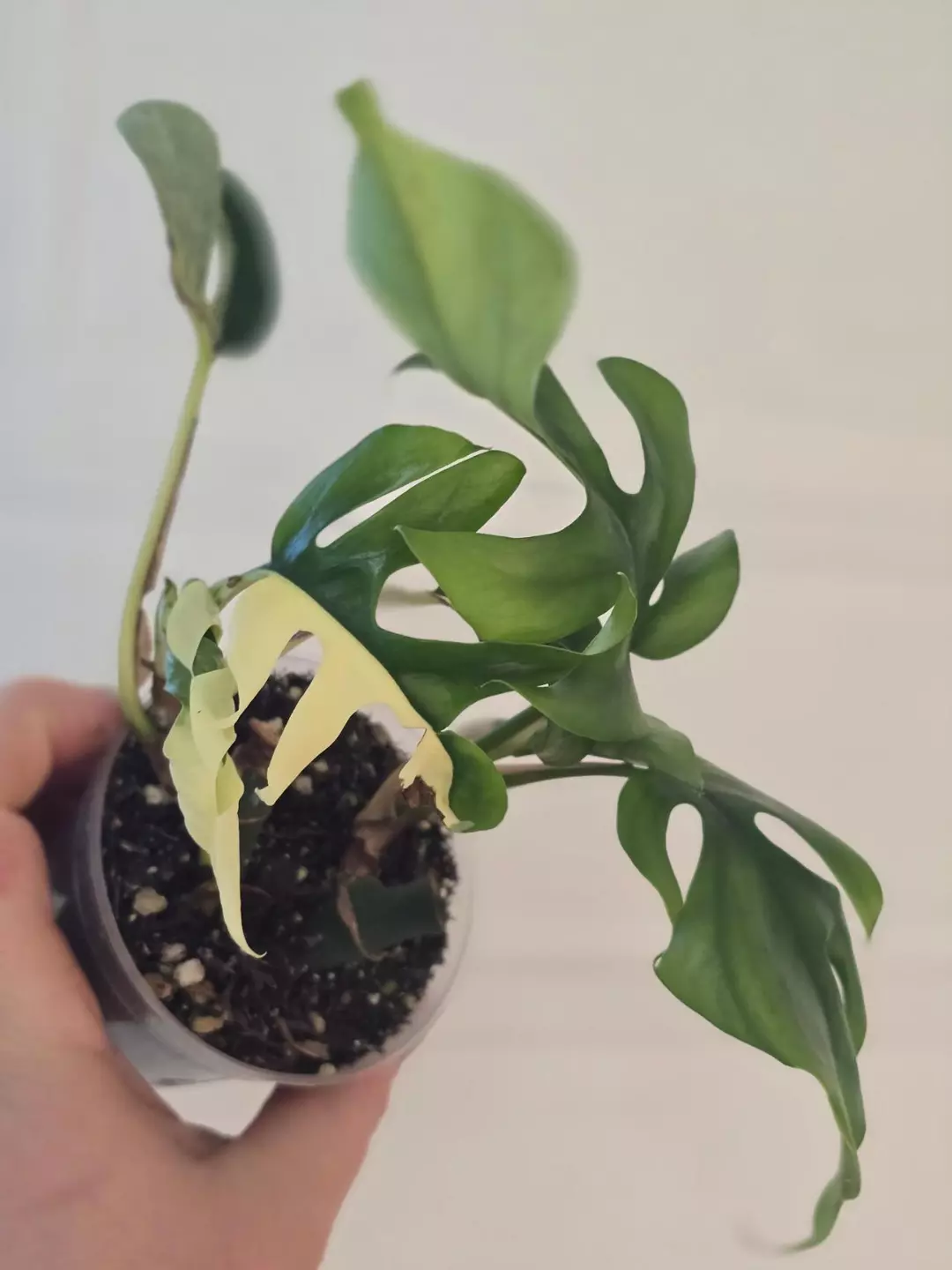 Rhaphidophora Tetrasperma Albo with beautiful new growth thumbnail