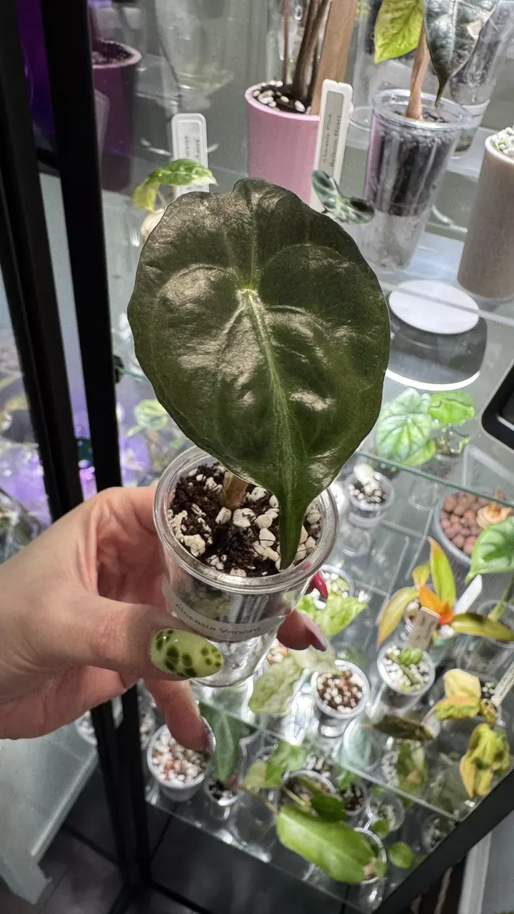 Alocasia Venom Pup thumbnail