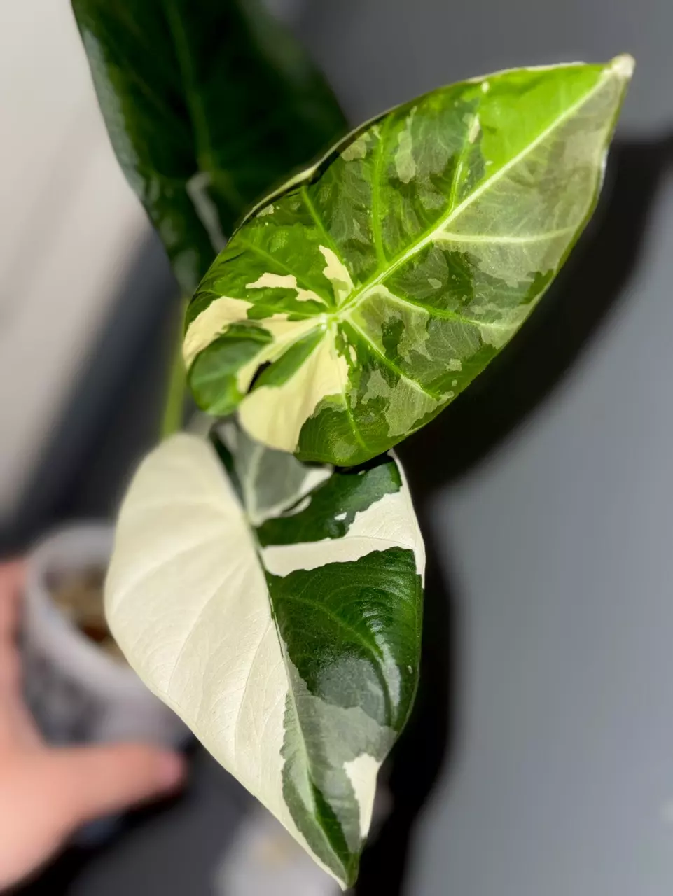 Regal Shield Albo High Var CORM thumbnail