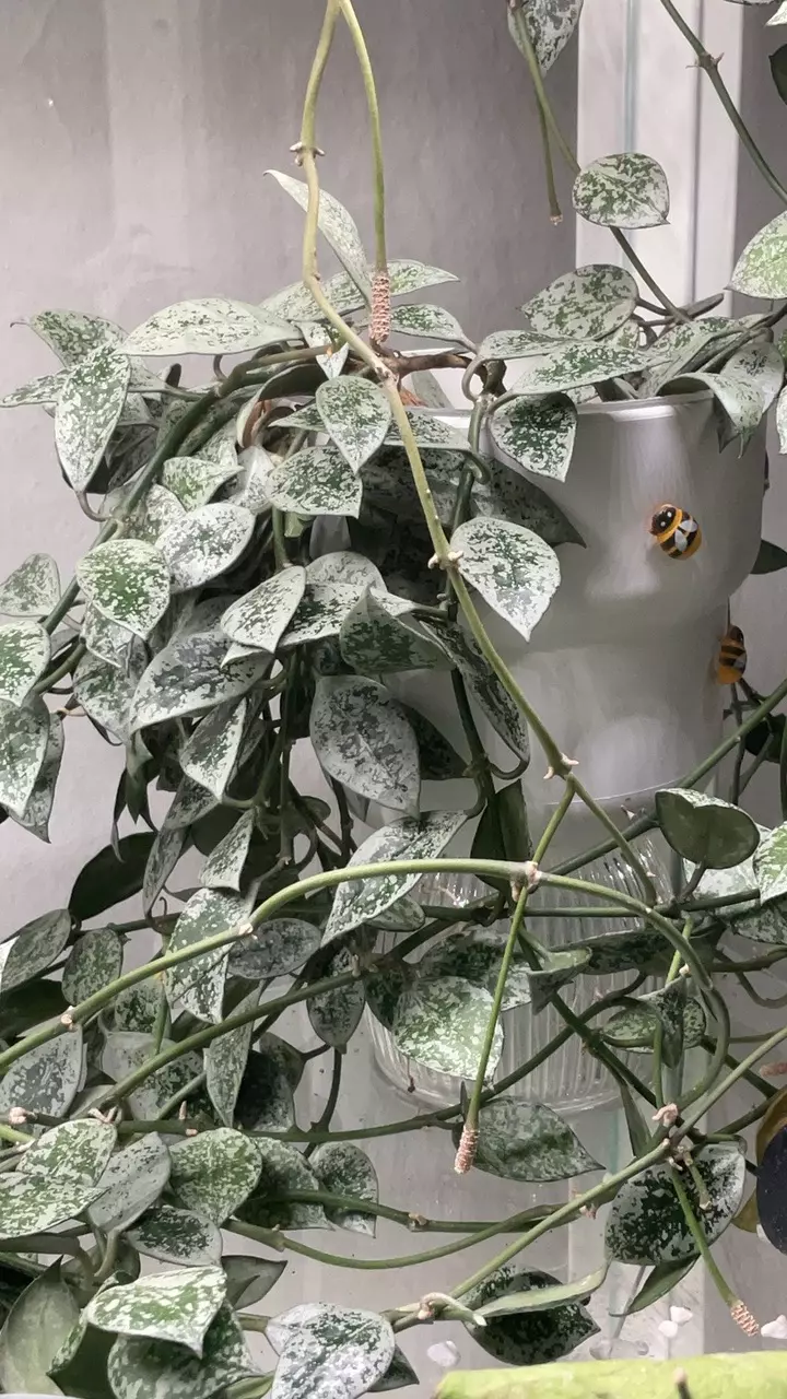 Hoya Lacunosa leopard skin 5 to 6 nodes fresh cut only (add on only) thumbnail