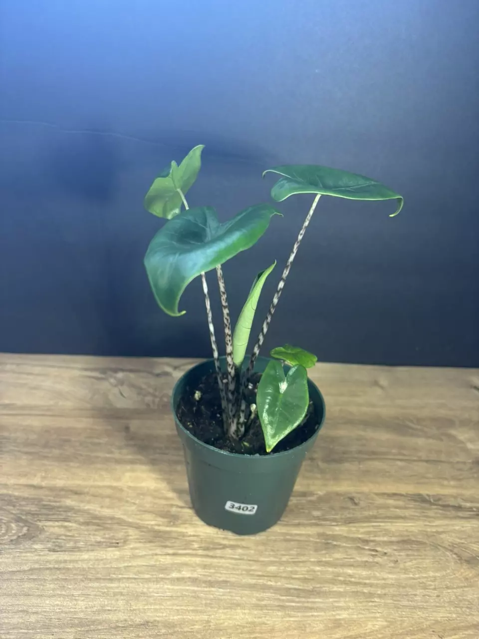 Alocasia Zebrina 4” 3402 thumbnail