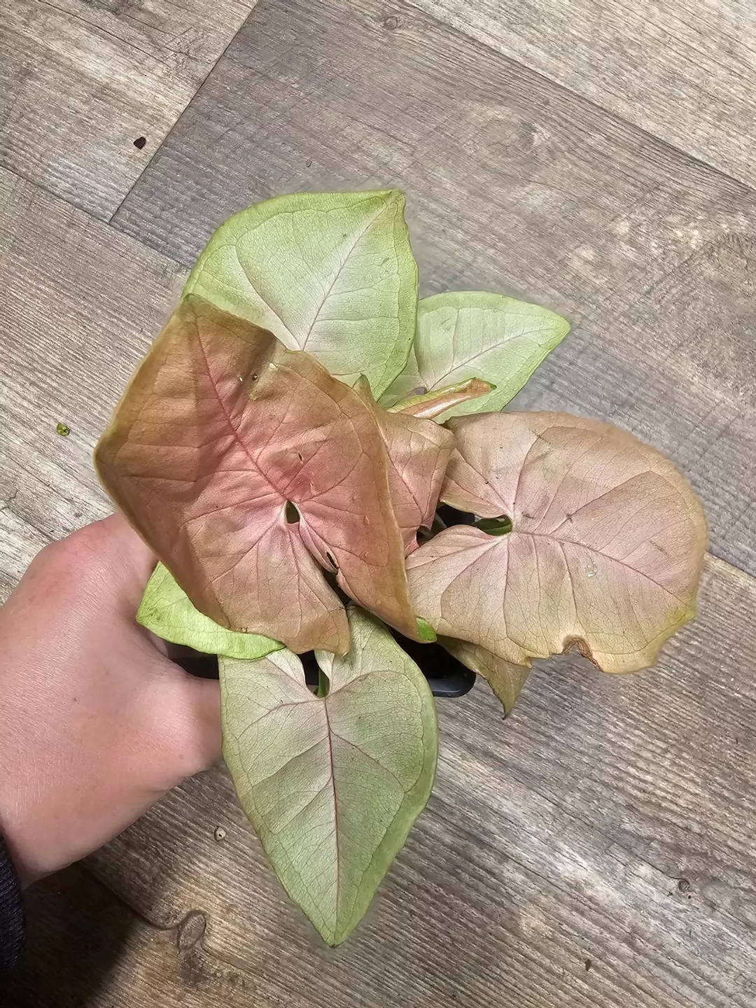 Syngonium thumbnail
