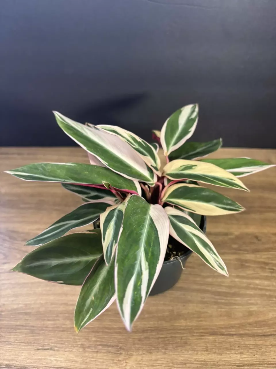 Stromanthe Triostar 4” 3404 thumbnail