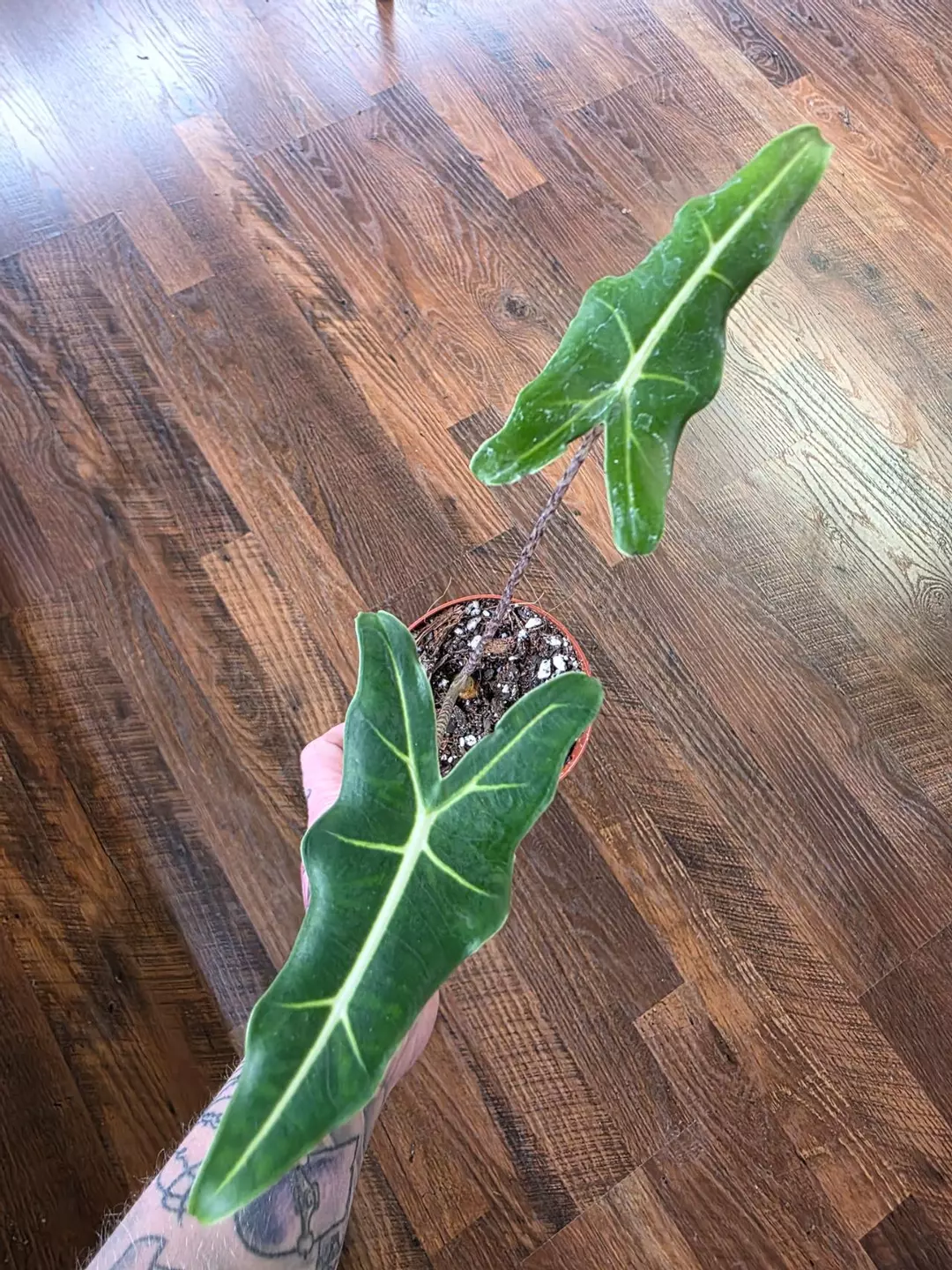 Sarian Alocasia thumbnail
