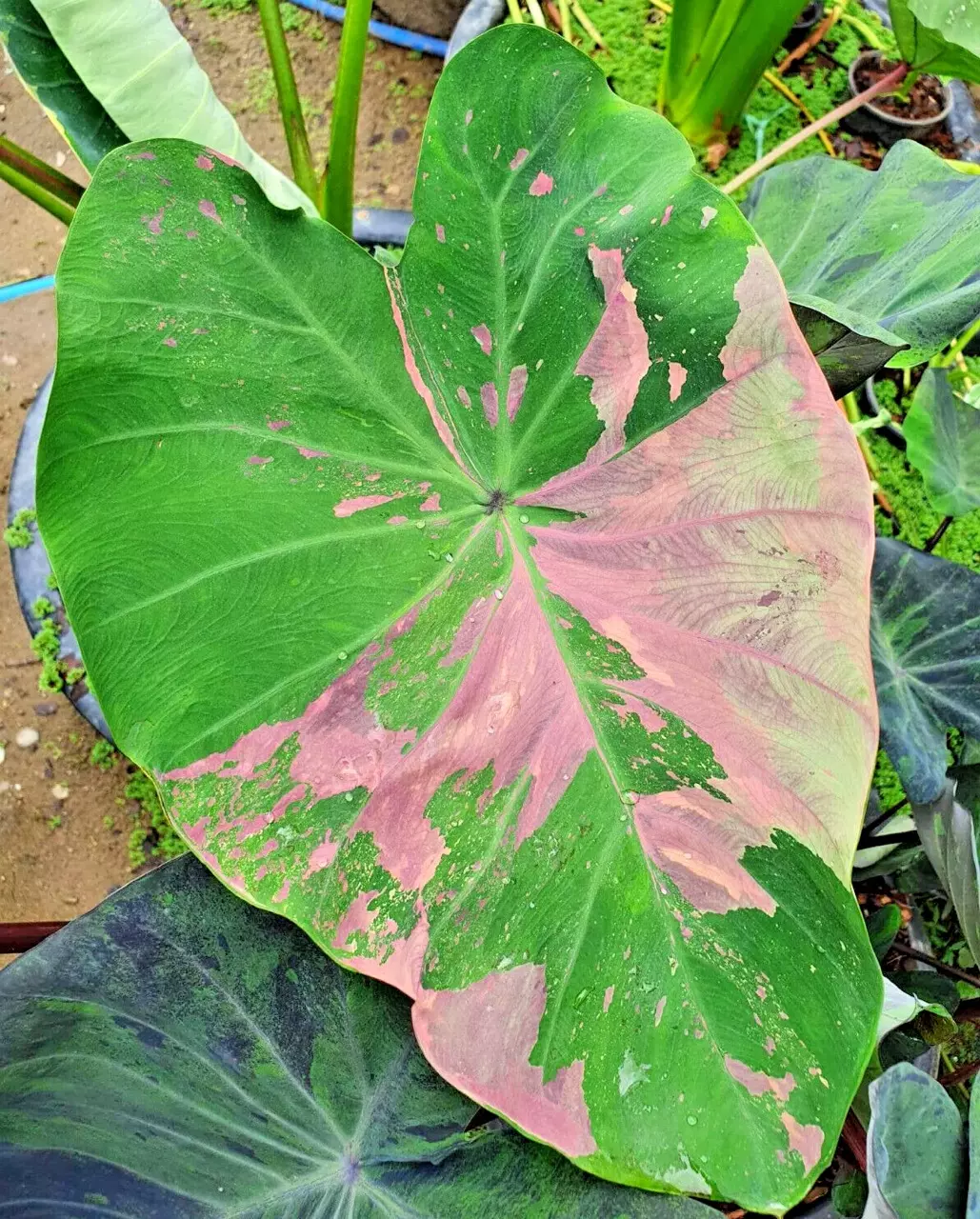 Colocasia siam Ruby tc 1 pack growers choice thumbnail