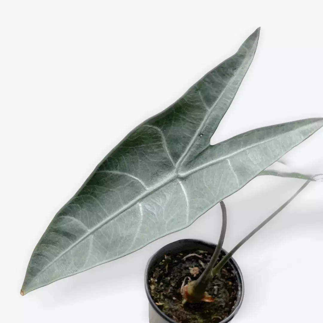 Alocasia Longilobia Silver thumbnail