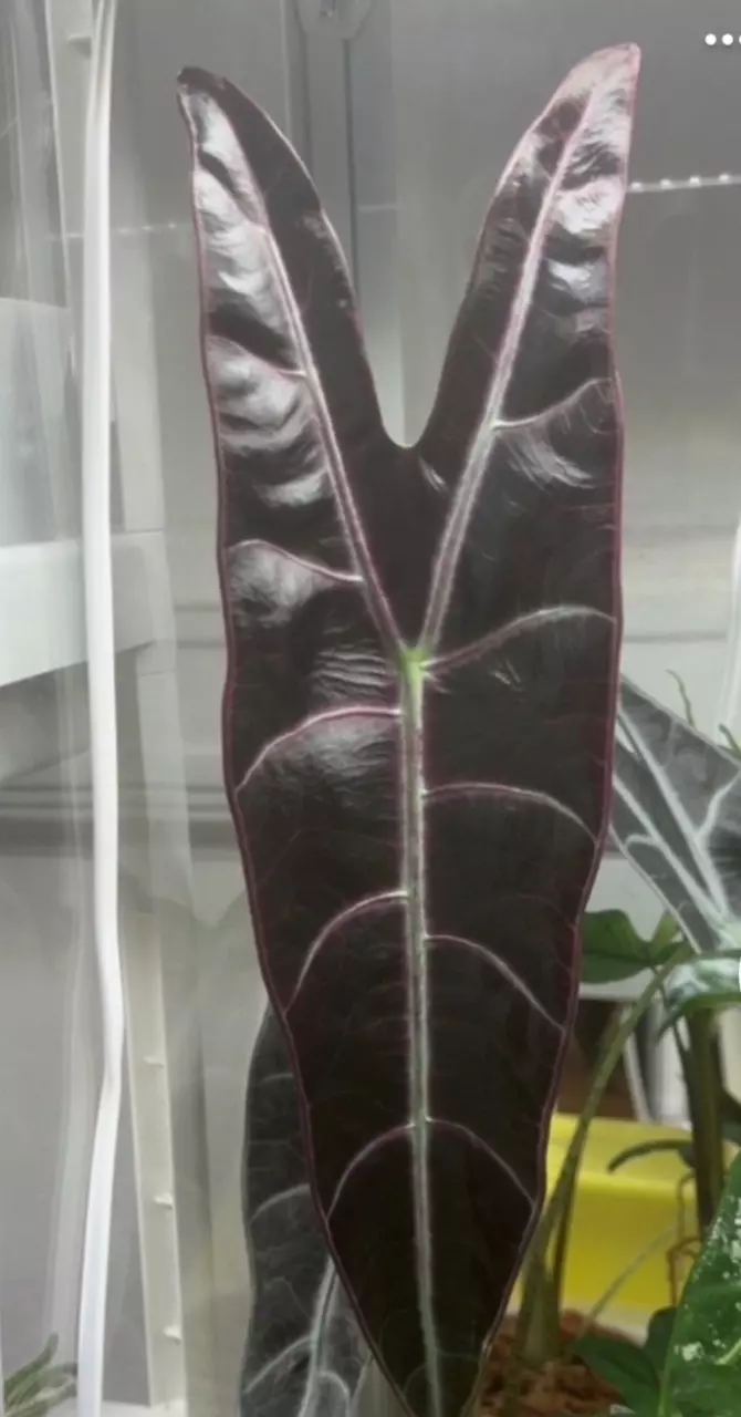 Alocasia longiloba Purple ( corm only) thumbnail