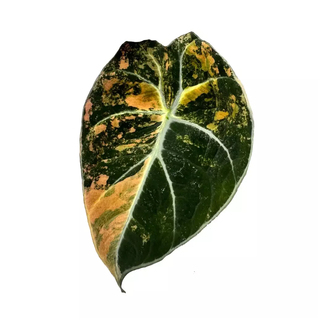 Alocasia gold black velvet thumbnail