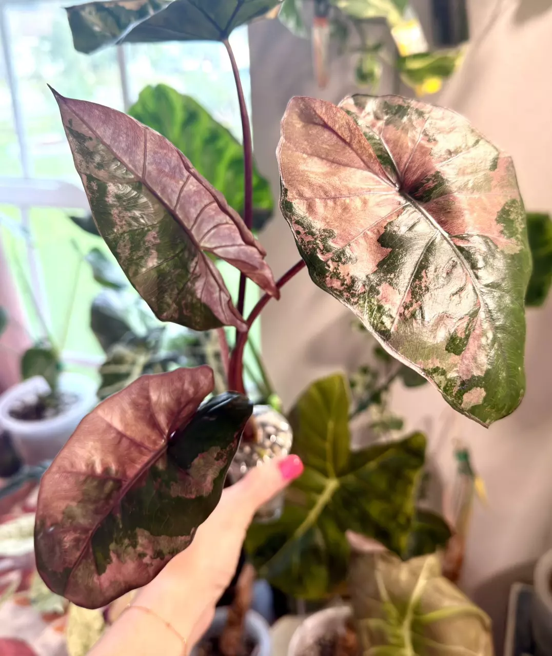 Pink Plumbea mom plant Alocasia thumbnail