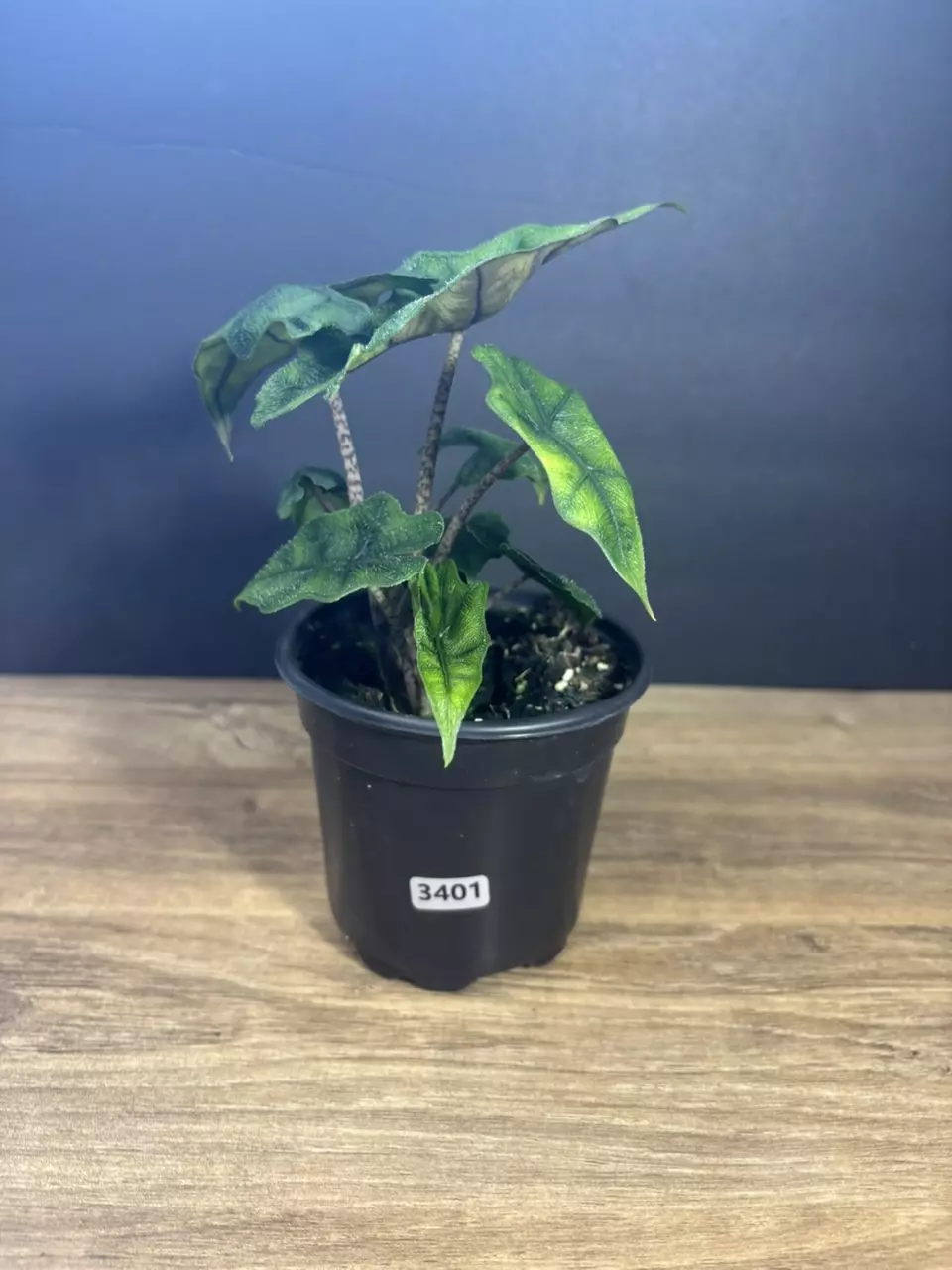 Alocasia Jacklyn 4” 3401 thumbnail