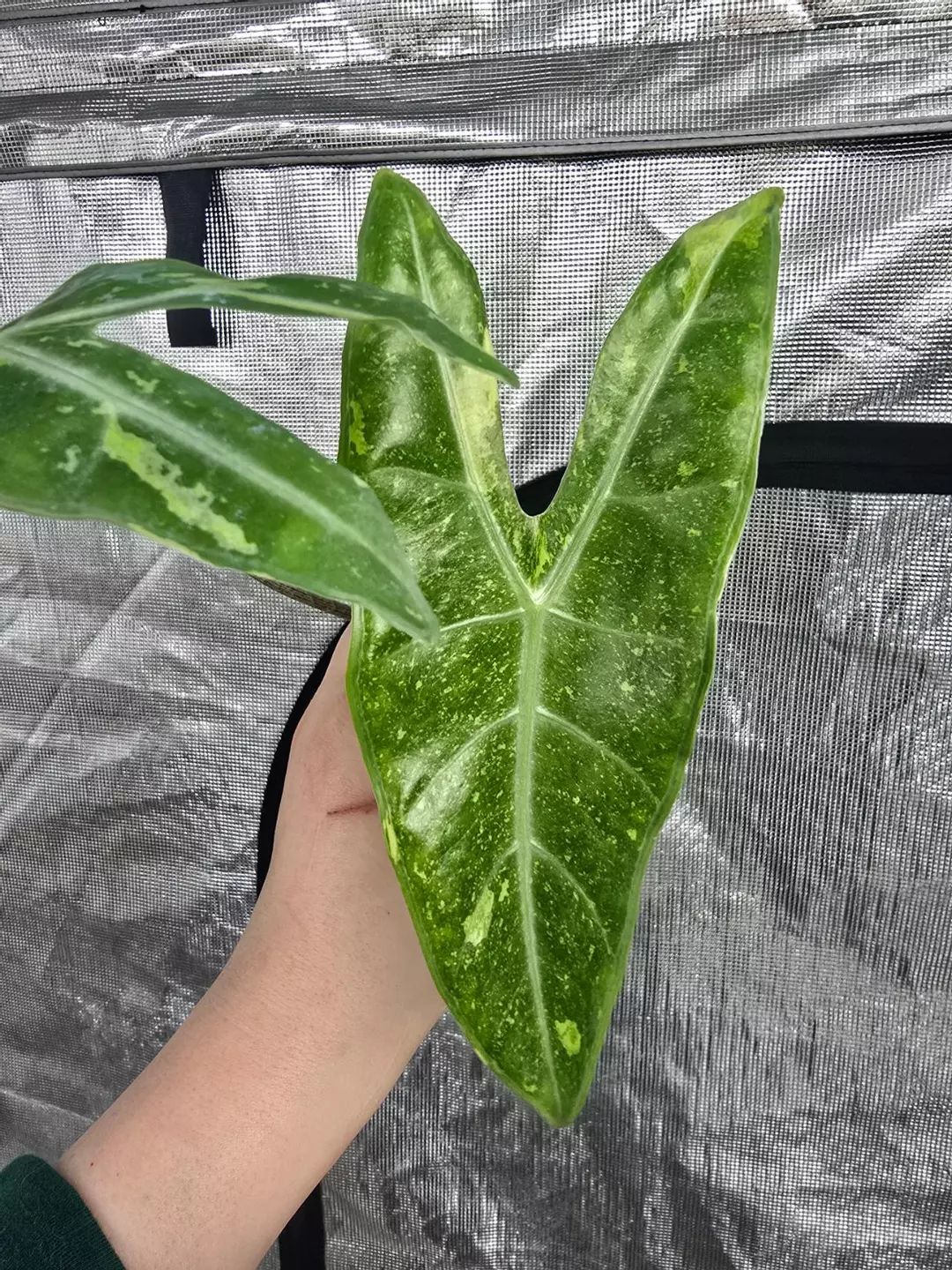 Alocasia Longibiloba Forest HUGE corm - grower's choice thumbnail