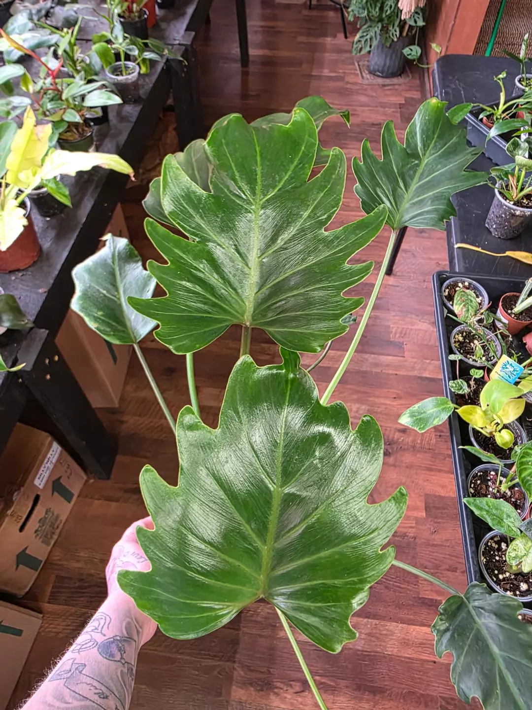Xanadu Philodendron thumbnail