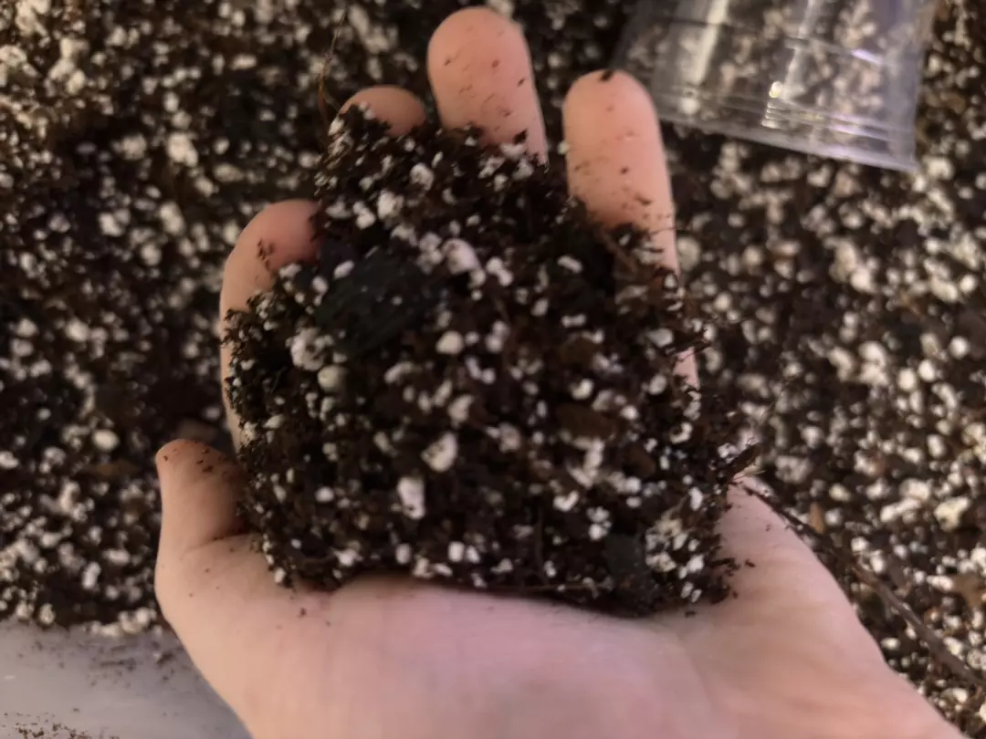 House Made Aroid, Begonia & Houseplant Mix quart size bag thumbnail