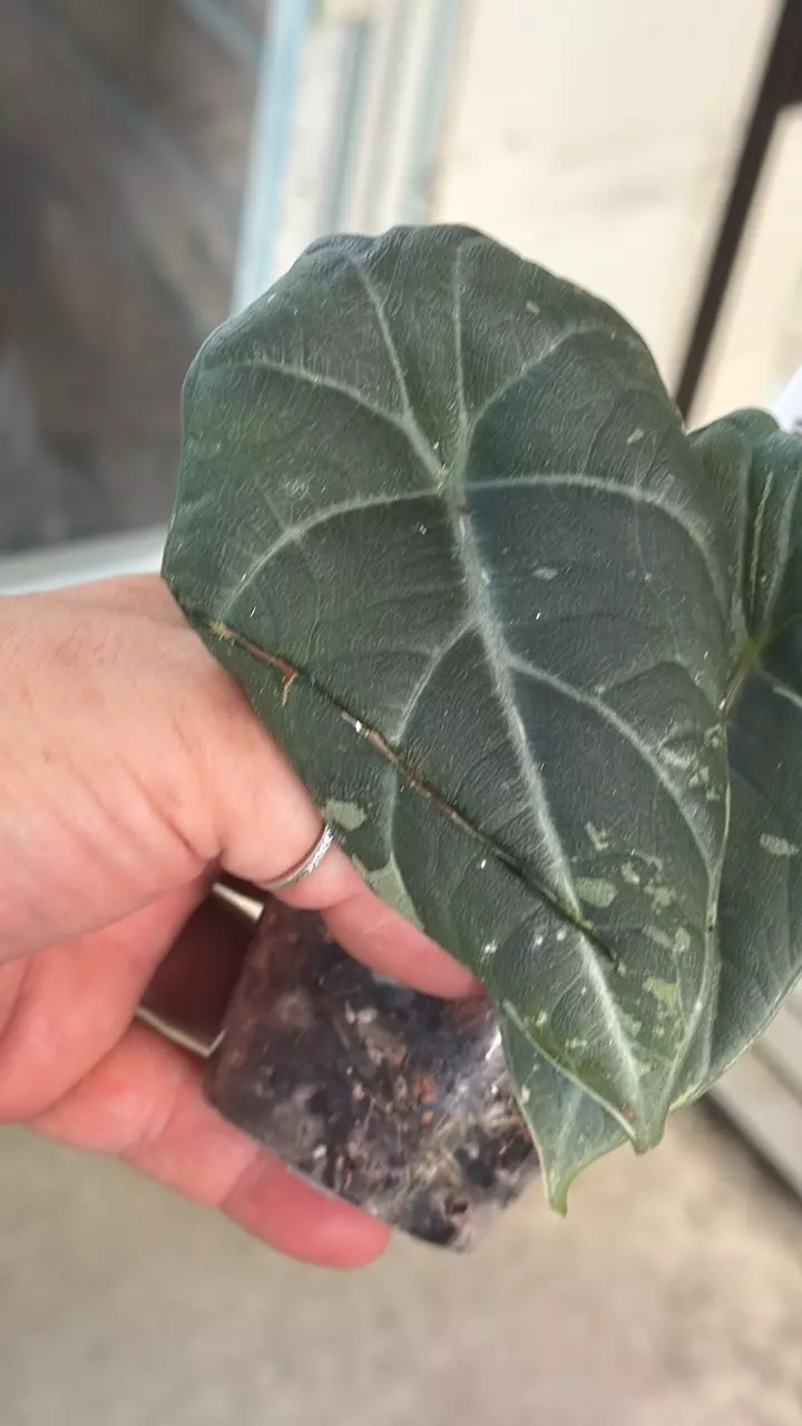 Alocasia Maharani Albo - Leaf damage thumbnail
