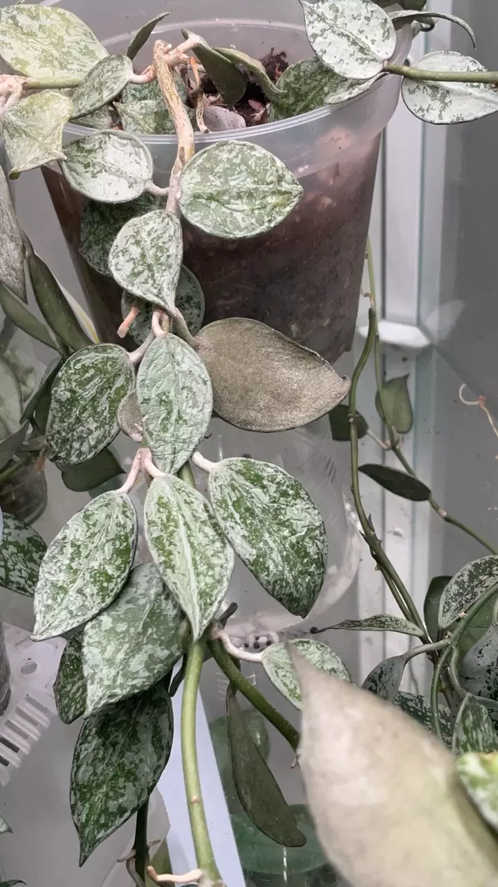 Hoya Lacunosa lime 7-8 nodes fresh cut only (add on only) thumbnail