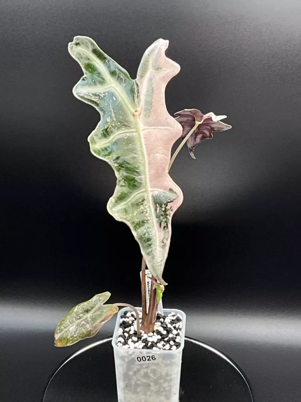 Pink Nobilis K - Corming thumbnail