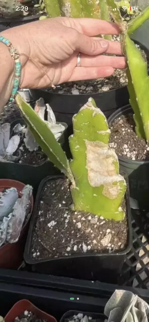 Dragon fruit cactus 5” pot thumbnail