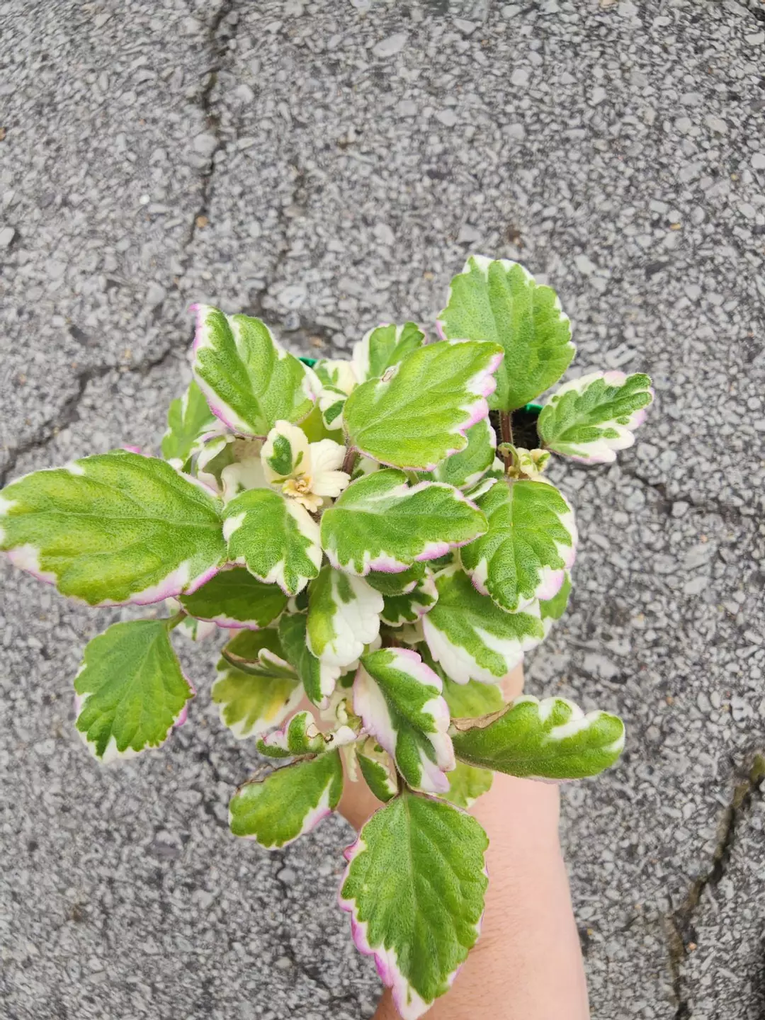 Variegated Swedish ivy thumbnail