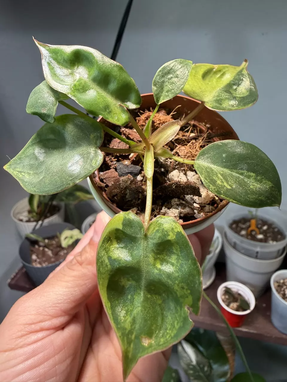Philodendron Billie Variegated thumbnail