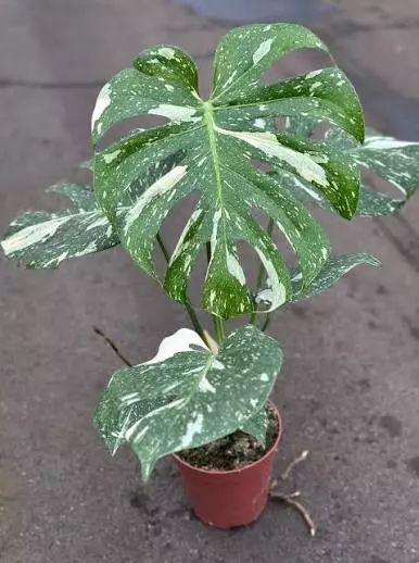 Monstera Thai con tc 5 pack growers choice thumbnail