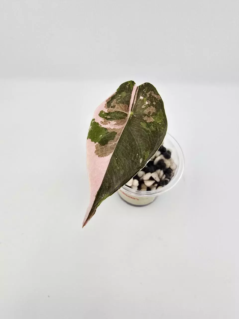 Chantrieri pink pup from corm thumbnail