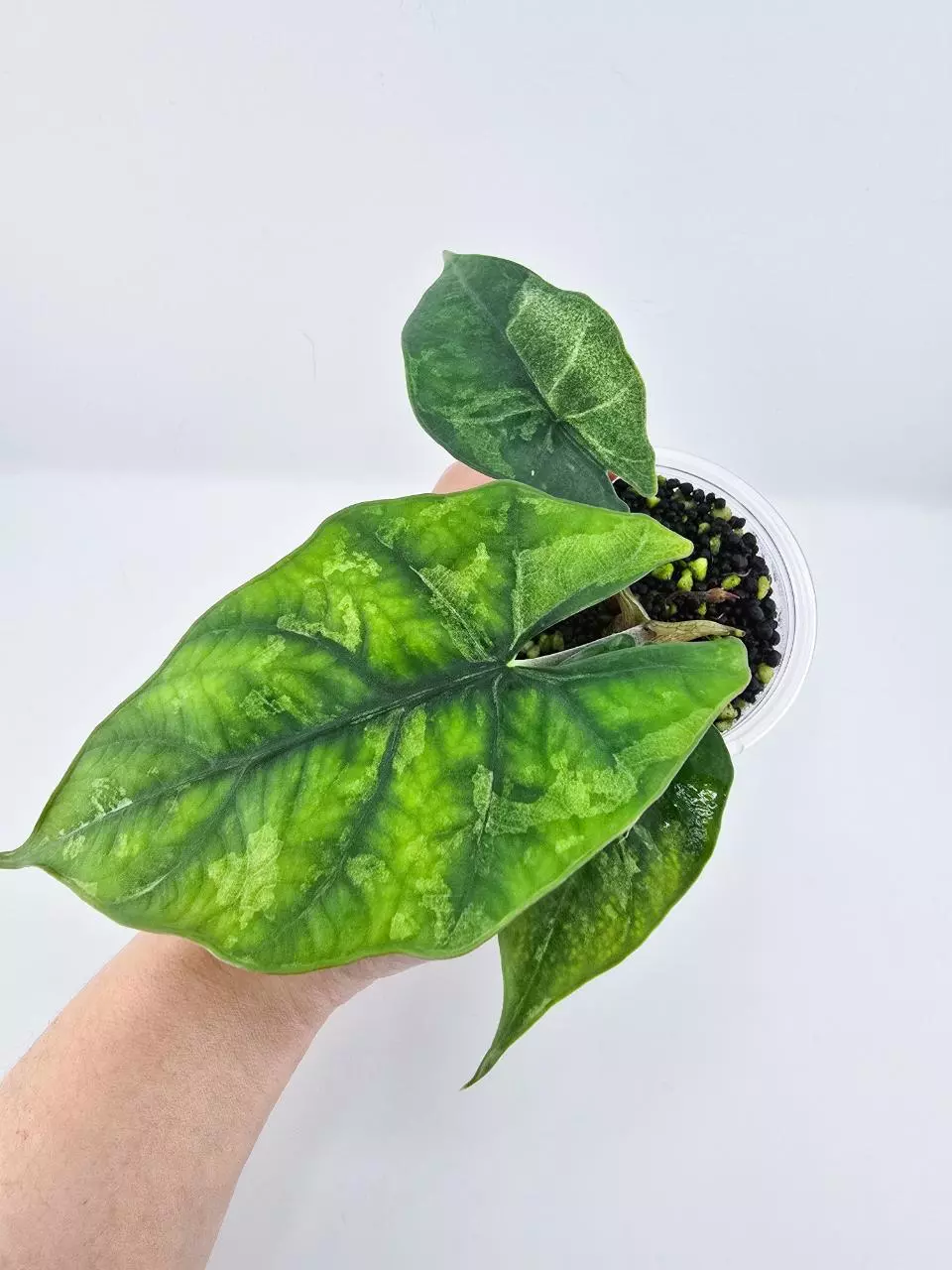 Scabriuscula camou with corms thumbnail