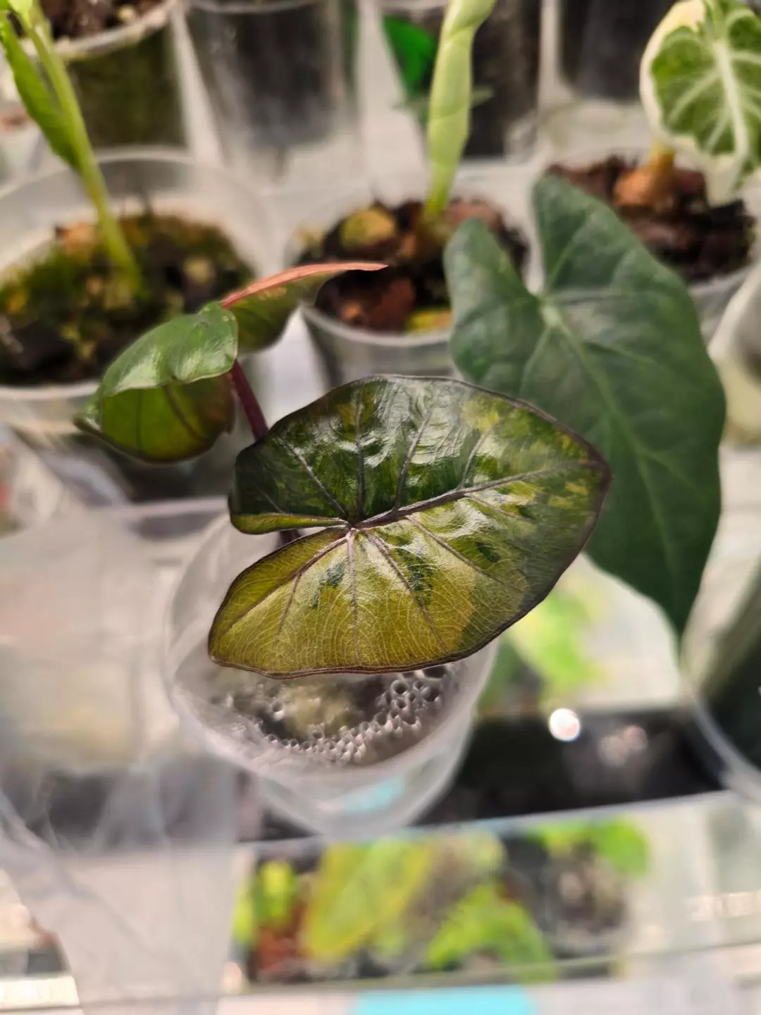 Alocasia Yucutan Princess Tricolor pup thumbnail