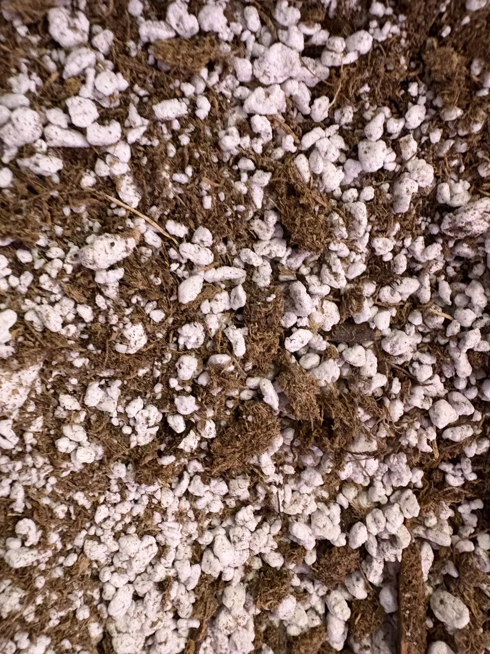 Peat & Perlite Carnivorous Substrate 1 Quart Size Bag thumbnail