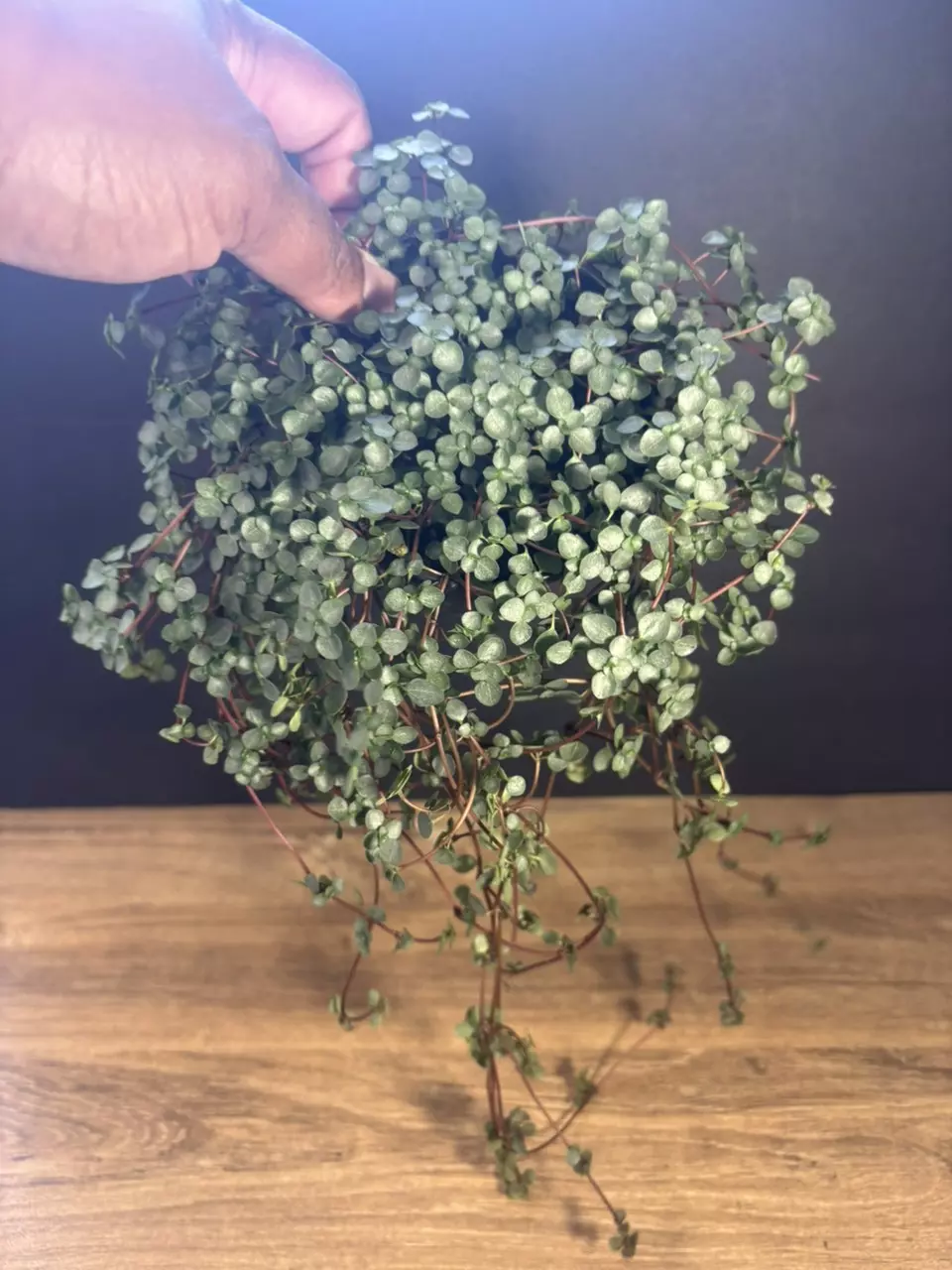 Pilea Baby Tears Silver 4” 3394 thumbnail