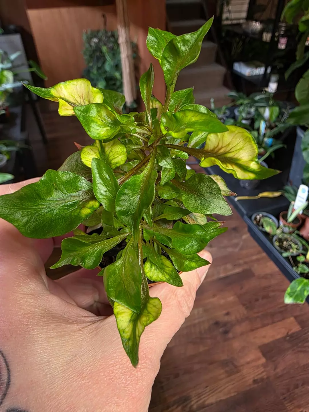 Alternanthera thumbnail