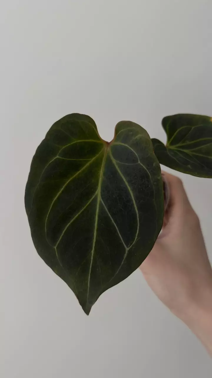 Anthurium KOS- stripy veinings thumbnail