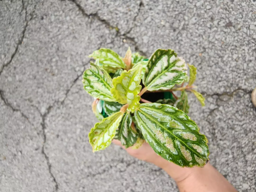 Aluminum plant thumbnail