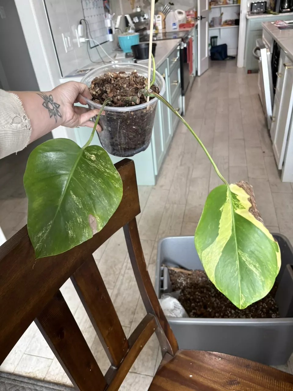 Monstera Aurea thumbnail