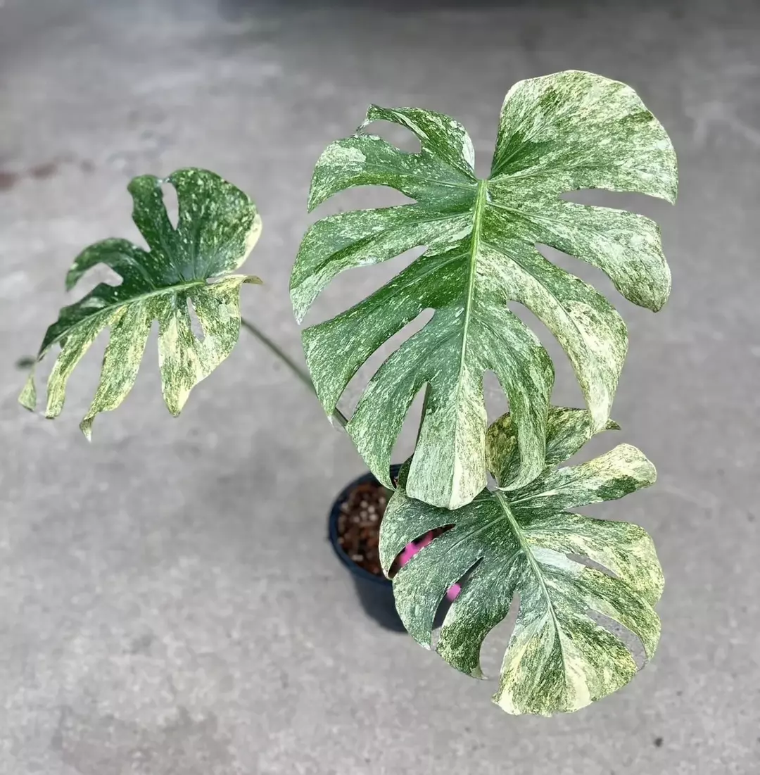 Monstera green snow tc 1 pack growers choice thumbnail